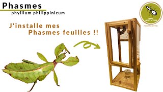 Jinstalle mes Phasmes Feuilles [upl. by Nagol]