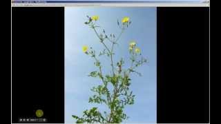 Sonchus oleraceus  Sow Thistle Pt 1 of 2 [upl. by Egni]