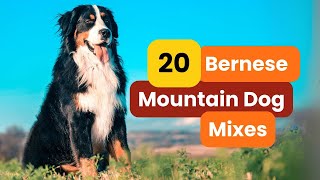 20 Popular BERNESE MOUNTAIN DOG Mixes You Need to Know [upl. by Nahrut]