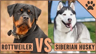 Rottweiler vs Husky  Which Dog Is Better For You [upl. by Bravar]