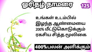 ஓரிதழ்தாமரைOrithal thamaraiHybanthus enneaspermusMooligai manithan [upl. by Knepper692]