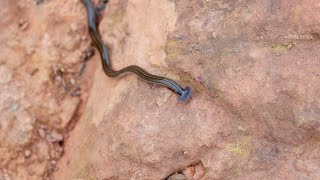 Hammerhead worms popping up across our area [upl. by Ardua]