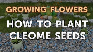 How to Plant Cleome Seeds [upl. by Ahsyle]