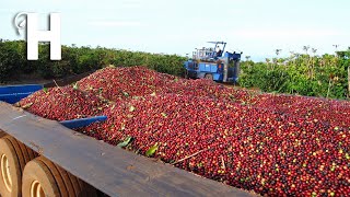 Harvest Billions of Coffee  Modern Coffee Farming Processing  Agriculture Technologies [upl. by Annek]