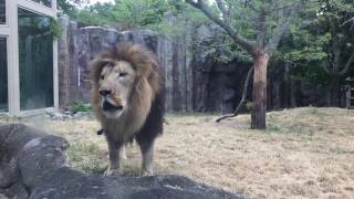 African Lion Roaring [upl. by Specht]