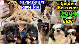 2999 টাকায় Golden Retriever Puppy Dog Kennel in Kolkata Dog Market in Kolkata Price [upl. by Salocin]