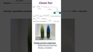 Citrate Utilization Test [upl. by Maurene]