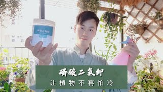 植物怕冷怎么办？磷酸二氢钾的隐藏技能，让植物安然过冬！ [upl. by Sivla]