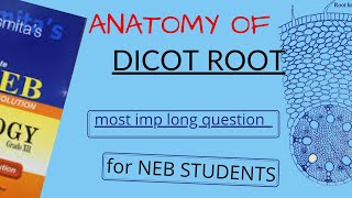 Anatomy of DICOT ROOTS Explained in NEPALI for NEB STUDENTS  Pathsala Online  BOTANY [upl. by Asum445]