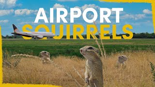 We’ve released 803 squirrels at an airport  here’s why [upl. by Anwahsar]