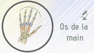 Osteologie  Anatomie des os de la main [upl. by Innaig738]