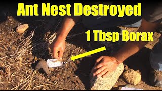 How to Destroy an Ant Nest with Borax [upl. by Eltsyrhc]