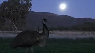 Emus by moon light [upl. by Elfreda696]