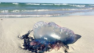 Touching a Stinging Portuguese Man of War Jellyfish [upl. by Ajani]