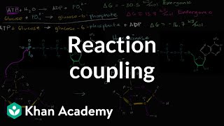 Reaction coupling to create glucose 6 phosphate  Biology  Khan Academy [upl. by Geilich767]