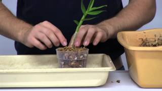 How to Stimulate New Root Growth on Orchids [upl. by Joanne]