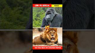 Lion vs gorilla  facts hindi shorts [upl. by Eesac428]