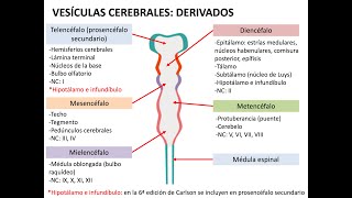 Embriología sistema nervioso 1 neurulación histogénesis y médula espinal [upl. by Rieger]