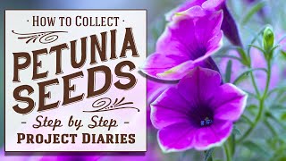 ★ How to Collect Petunia Seeds A Complete Step by Step Guide [upl. by Kciredohr]