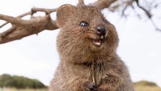 Meet the Worlds Happiest Animal The Quokka [upl. by Nameerf369]