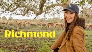 Richmond Park London  Visit the Wild Deer [upl. by Salomo]