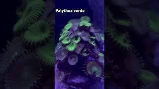 Palythoa verde [upl. by Repotsirhc]