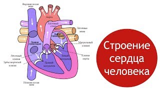 БОЛЬ В СЕРДЦЕ  Как болит сердце [upl. by Eleph]