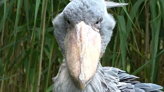 Shoebill [upl. by Rondi]