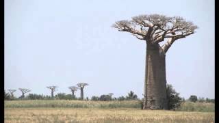 El Baobab cuento  Narrador Francois Vallaeys [upl. by Asirralc]