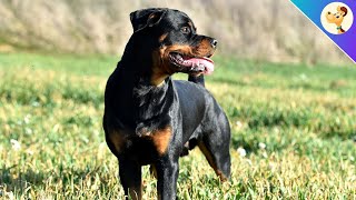 Rottweiler ▶︎ Herkunft Charakter amp Pflege ✅ [upl. by Anicart]