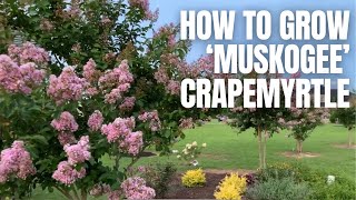 How to Grow Muskogee Crapemyrtle [upl. by Epilef]