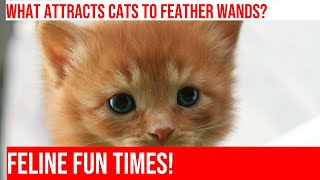 Why Cats Love Feather Wands Fluffy Fun [upl. by Raven]