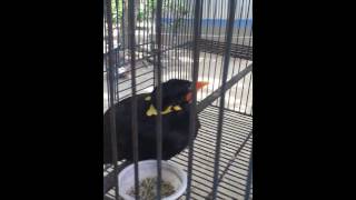 The most wonderful bird Mynah Talking Clearly in Bangla [upl. by Hnirt]