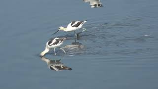 Avocets feeding 8 25 24 San Joaquin [upl. by Huppert]