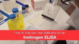 How to coat your own plate and run an Invitrogen ELISA kit [upl. by Aneladgam394]