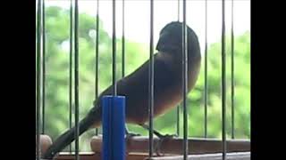 Bullfinch Drawl and Weet Drawl HD Audio [upl. by Sheedy]