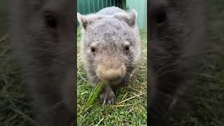 The wombat ASMR you didnt know you needed WombatWednesday [upl. by Millman]