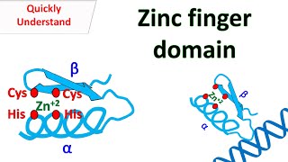 Zinc finger motif [upl. by Nivan]