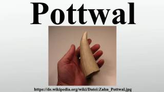 Pottwal [upl. by Keith]