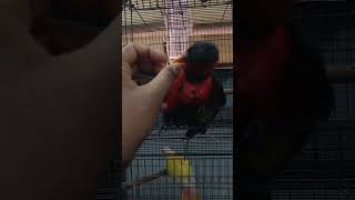 Black cap lorri parrot [upl. by Markson]