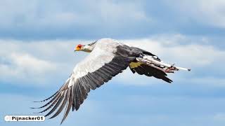 Secretarybird [upl. by Kym]