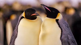 Best Antarctic Animal Moments  Top 5  BBC Earth [upl. by Atnovart]