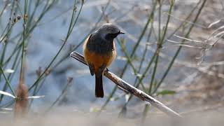 ジョウビタキ Daurian Redstart [upl. by Nirrad]