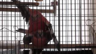 Rosy Bourke Parakeets Mating  One Way Its Done [upl. by Karolina291]