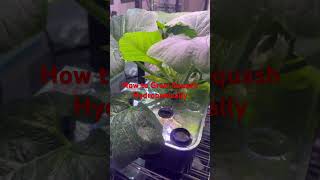 How to Grow Crookneck Squash Hydroponically Garden Zone 8A Mesquite Texas [upl. by Aivatan]