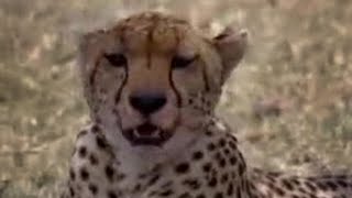 Cheetahs and Snakes Hunt in the African Wild  BBC Studios [upl. by Eybbob960]