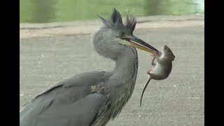 GREY HERON  The Rat Catcher [upl. by Batsheva]