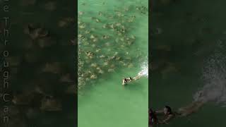 Stingrays Swimming Towards People in the Ocean Near the Beach [upl. by Yraeht]