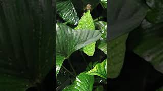 Anubias Gracilis Elegant Foliage for Your Aquarium  Quick Guide [upl. by Smallman]