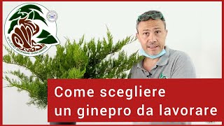 Caratteristiche di un ginepro da trasformare in bonsai [upl. by Krm]